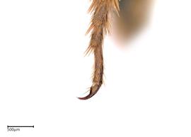   Pseudomegachile  nbsp;fulva nbsp;female tarsal claw, photo: Joshua Hengel 
